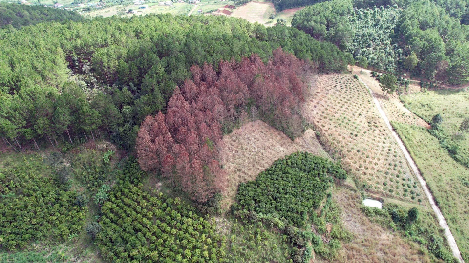 Khu vực bên cạnh, một khoảnh rừng thông bị đầu độc. (Ảnh: Chu Quốc Hùng/TTXVN)