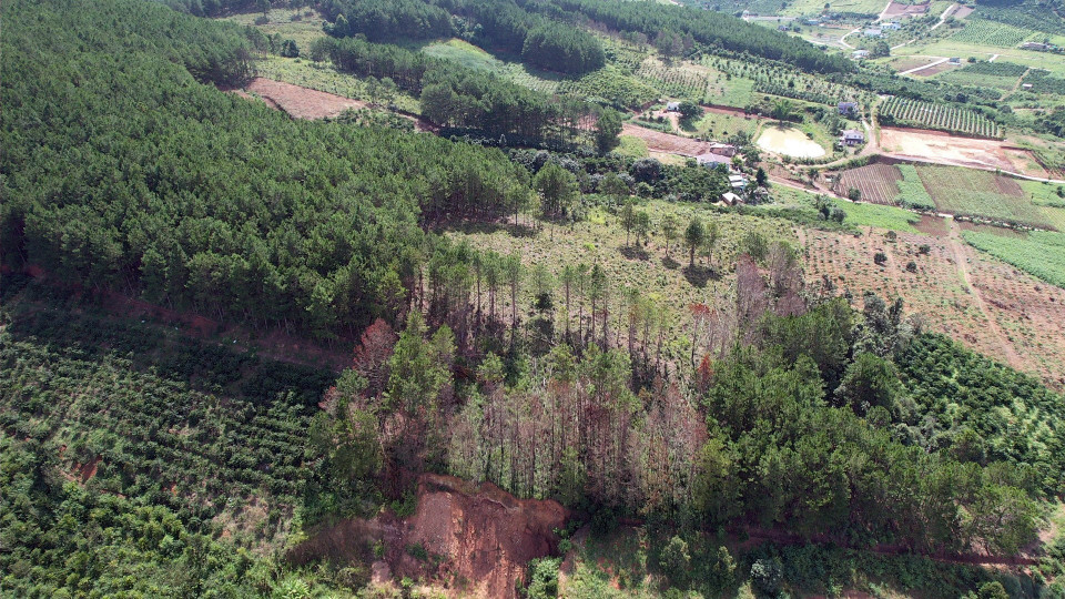 Toàn cảnh khu vực rừng thông bị phá trắng. (Ảnh: Chu Quốc Hùng/TTXVN)