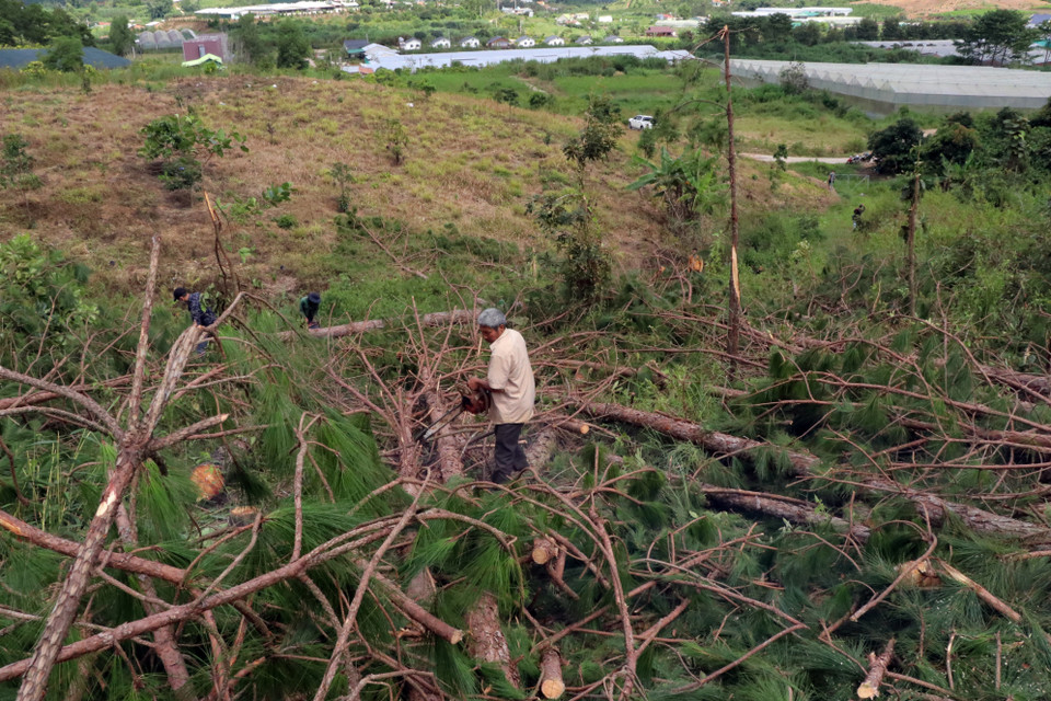 Chủ rừng đang dọn dẹp hiện trường để trồng cây mới. (Ảnh: Chu Quốc Hùng/TTXVN)