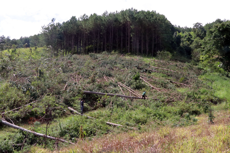Toàn cảnh hiện trường vụ phá rừng. (Ảnh: Chu Quốc Hùng/TTXVN)