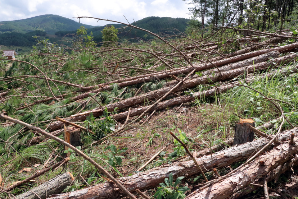 Nhiều cây bị hạ nằm la liệt tại hiện trường. (Ảnh: Chu Quốc Hùng/TTXVN)