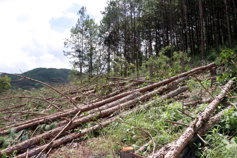 (Ảnh: Chu Quốc Hùng/TTXVN)