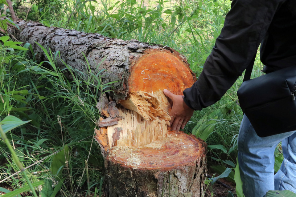 Những gốc thông bị hạ có đường kính tới 40cm. (Ảnh: Chu Quốc Hùng/TTXVN)