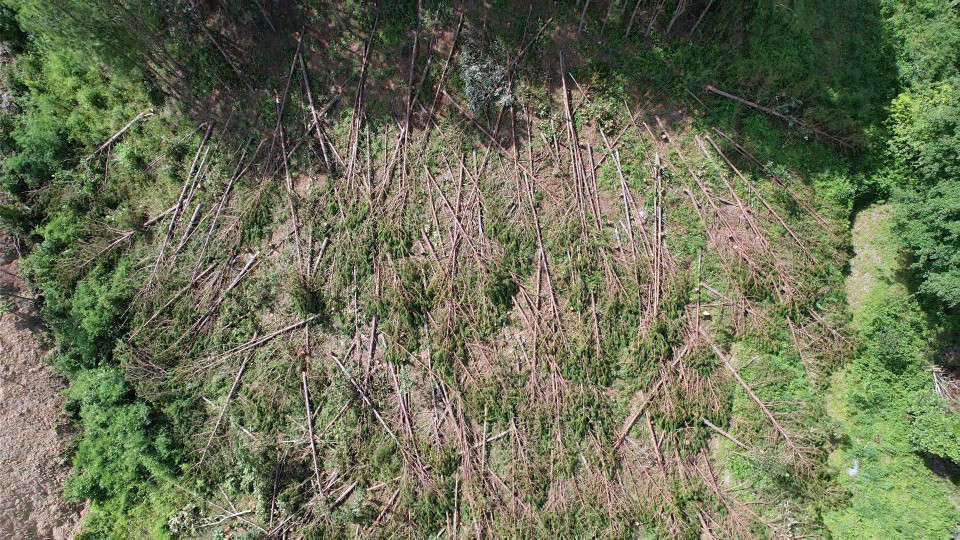 Cây bị đốn hạ nằm la liệt. (Ảnh: Chu Quốc Hùng/TTXVN)