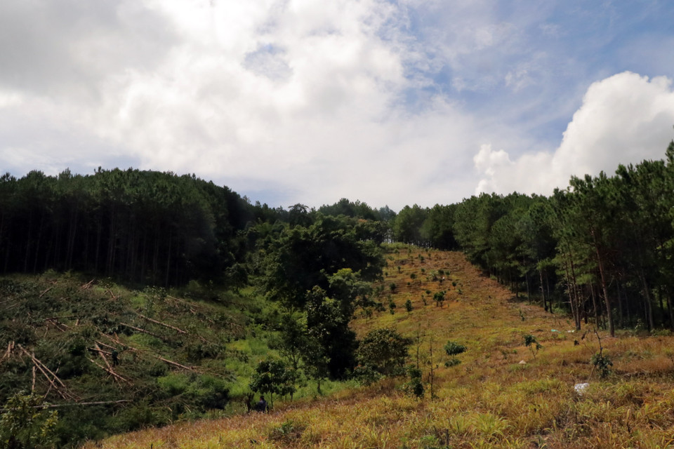 Mảnh rẫy này trên bản đồ là đất lâm nghiệp. (Ảnh: Chu Quốc Hùng/TTXVN)