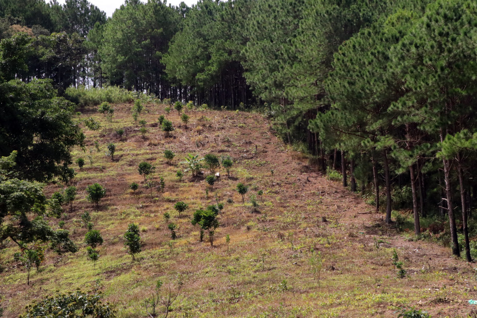 Mảnh rẫy lưa thưa vài cây ăn trái mới trồng. (Ảnh: Chu Quốc Hùng/TTXVN)