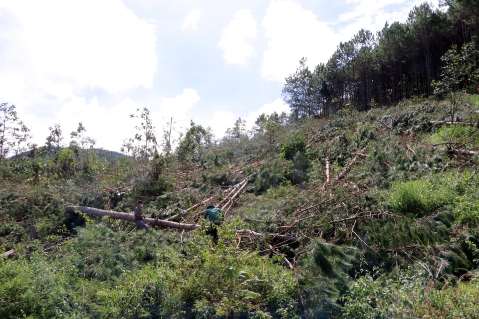 Cây bị hạ nằm la liệt. (Ảnh: Chu Quốc Hùng/TTXVN)
