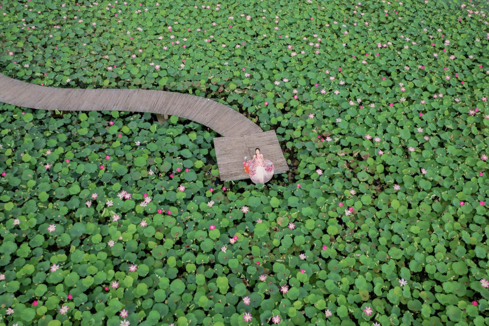 Danh thắng nổi tiếng đất cố đô Ninh Bình này từng gây sốt với đầm sen đẹp nức tiếng nở từ mùa Hè thì đến hết mùa Thu. Với những ai chưa kịp chụp ảnh hay thưởng ngoạn sen đúng vụ thì đây sẽ là thời điểm ‘vớt’ lại một chút vẻ đẹp của những đóa sen cuối mùa. (Ảnh: Mai Mai/Vietnam+)