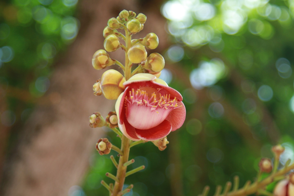 Chùm hoa Sala nhìn giống với thần rắn Naga. Mỗi bông hoa gồm 6 cánh hoa xòe rộng che phần nhụy giống như con rắn hổ mang chín đầu đang phùng mang lên để bảo vệ Đức Phật Thích Ca lúc ngài nhập định liên tục bảy bảy bốn chín ngày dưới gốc cây bồ đề. (Ảnh: Xuân Mai/Vietnam+)