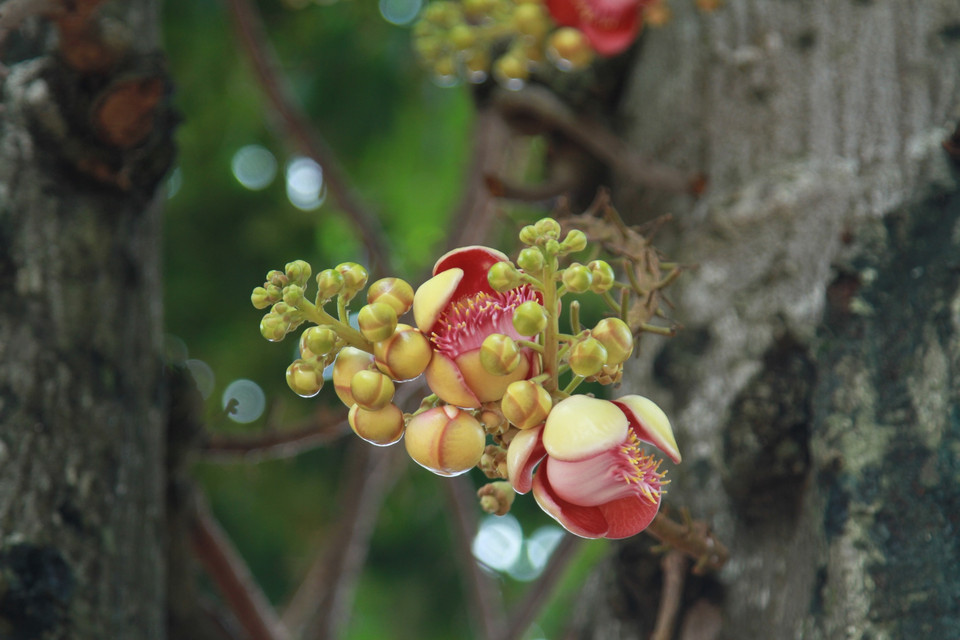 Trong kinh Đại Bát Niết Bàn có kể rằng, trên đoạn đường cuối cùng trong chuyến vân du về Câu Thi Na (Kushinagara) Đức Phật đã viên tịch giữa 2 cây Sala trong tư thế nằm nghiêng, đầu hướng về phương Bắc. Khi Ngài vừa nằm xuống, bỗng hai cây Sala nở hoa rực rỡ, thơm ngát, mặc dù lúc đó không phải là mùa ra hoa, như để tiễn đưa đấng Đạo Sư về cõi niết bàn, về với cảnh giới chân như muôn thuở… (Ảnh: Xuân Mai/Vietnam+)