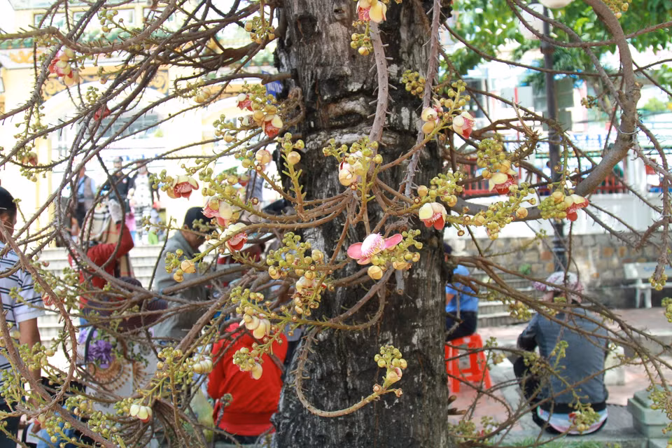 Đặc biệt, trước sân Miếu có cây Sala (cây vô ưu hay còn gọi cây đầu lân) là loài hoa linh thiêng trong đạo phật gắn liền với cuộc đời Đức Phật Thích Ca. (Ảnh: Xuân Mai/Vietnam+)