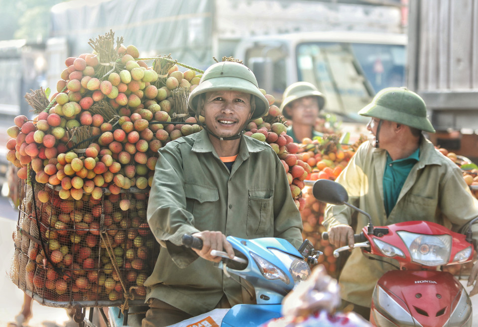 Hàng đoàn xe máy chở vải, xe container nối thành hàng dài trên quốc lộ 31, đoạn qua xã Phượng Sơn. (Ảnh: Danh La/TTXVN)