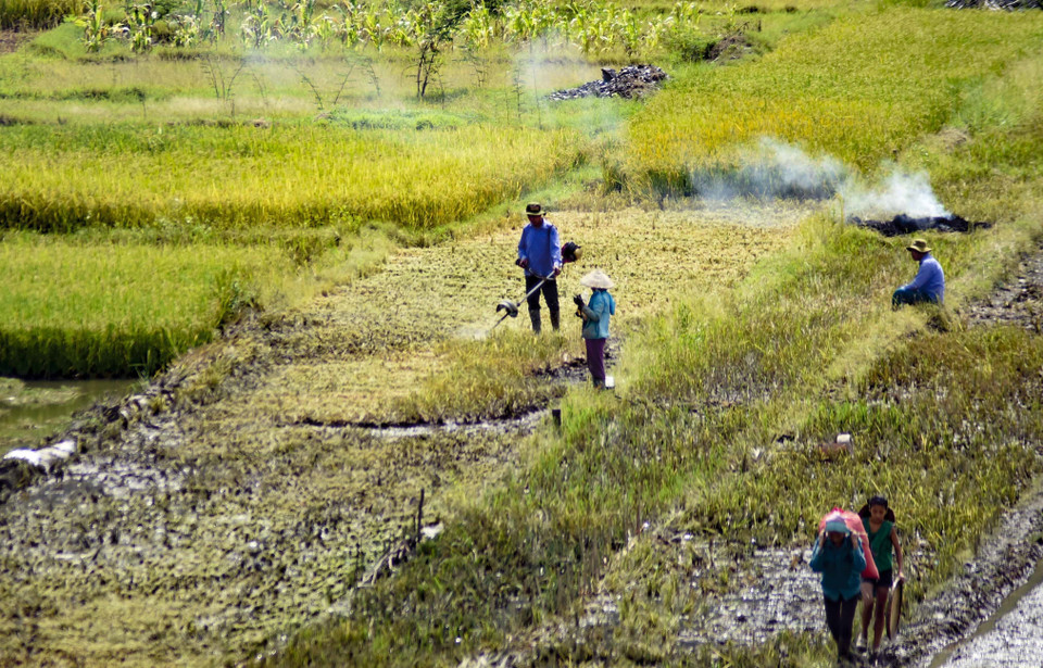 Người dân thu hoạch lúa ở dưới lòng hồ thủy điện.(Ảnh: Xuân Tư/TTXVN)