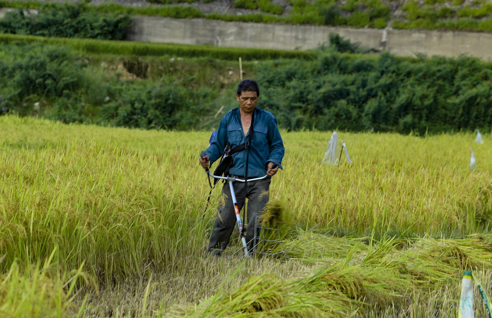 Thu hoạch lúa ở Mường Lay.(Ảnh: Xuân Tư/TTXVN)