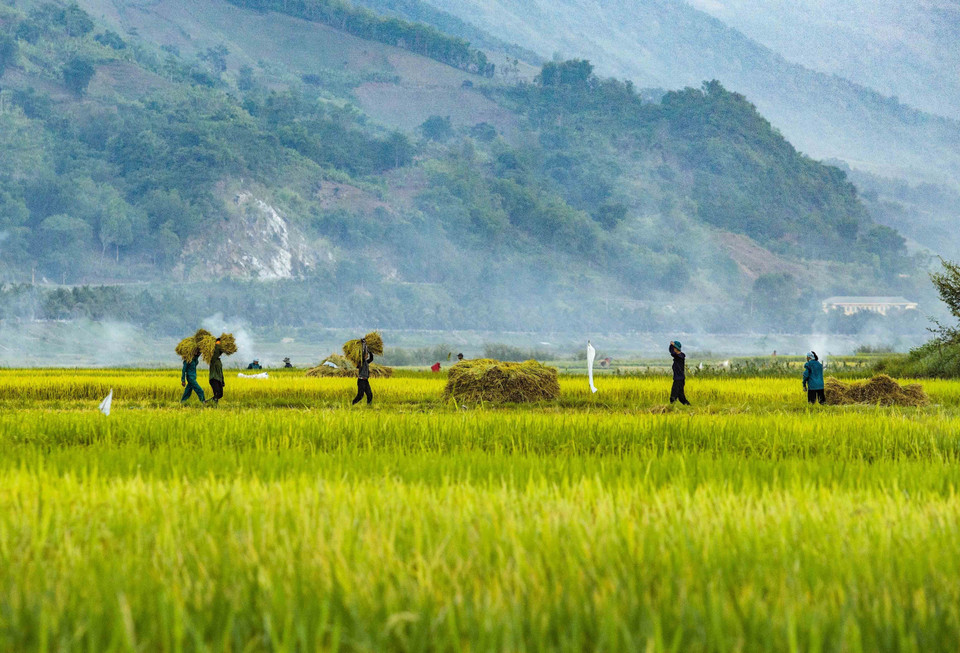 Khung cảnh ngày mùa nhộn nhịp dưới lòng hồ thủy điện. (Ảnh: Xuân Tư/TTXVN)