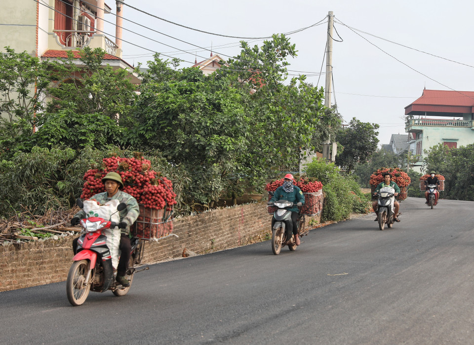 Mọi nẻo đường của huyện Lục Ngạn đâu đâu cũng thấy xe thồ vải đi bán. (Ảnh: Danh Lam/TTXVN)