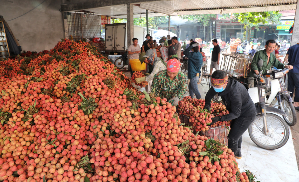 Các điểm cân vải ở phố Kim, xã Phượng Sơn luôn tất bật vào thời gian này. (Ảnh: Danh Lam/TTXVN)