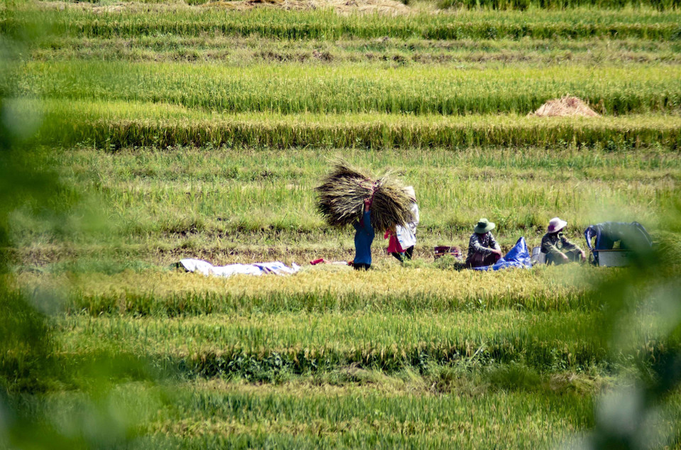 Người dân thu hoạch lúa ở dưới lòng hồ thủy điện.(Ảnh: Xuân Tư/TTXVN)