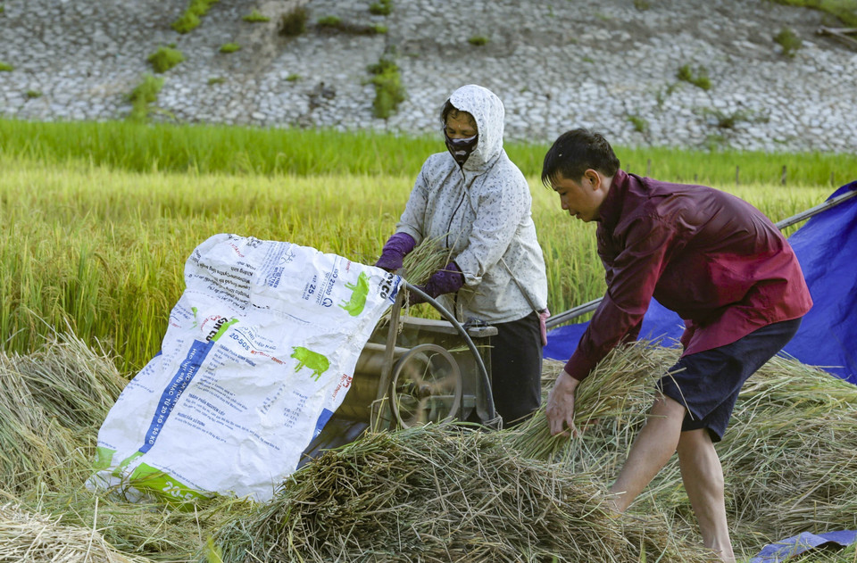  Người dân thu hoạch lúa ở dưới lòng hồ thủy điện.(Ảnh: Xuân Tư/TTXVN)
