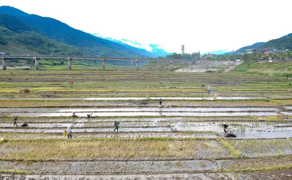  Những diện tích đã thu hoạch xong được người dân làm đất chuẩn bị vụ mới trước khi nước ngập.(Ảnh: Xuân Tư/TTXVN)