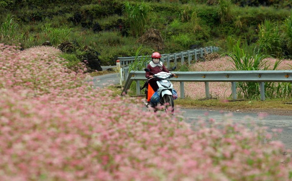  Hoa tam giác mạch nở rộ trên những trên những cung đường uốn lượn lên cao nguyên đá Đồng Văn. (Ảnh: Huy Hùng/TTXVN)