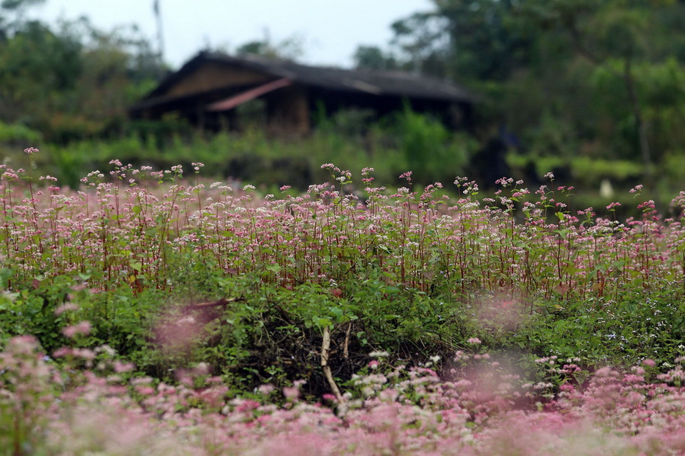  Hoa tam giác mạch nở rộ, tô điểm thêm vẻ đẹp của vùng cao nguyên đá Đồng Văn. (Ảnh: Huy Hùng/TTXVN)