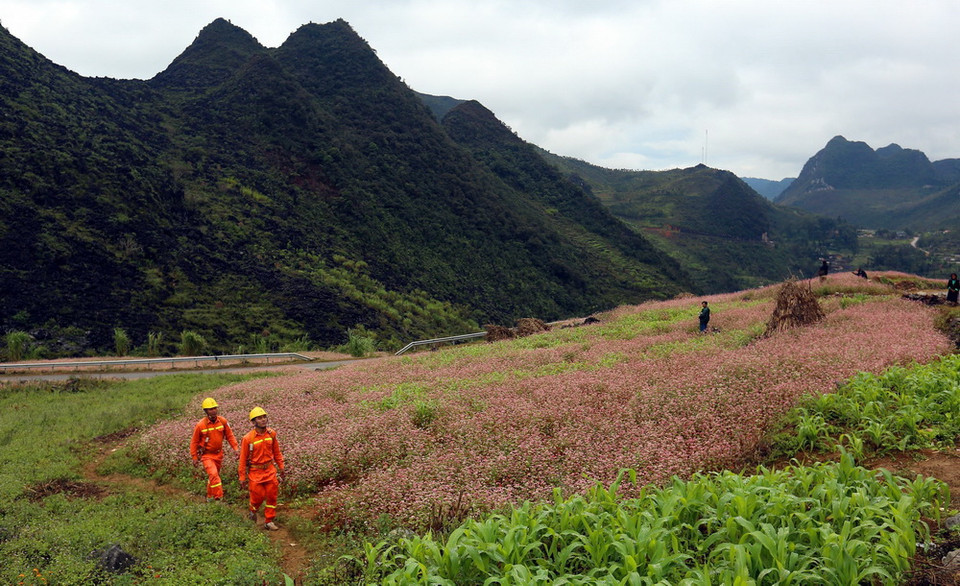  Hoa tam giác mạch nở rộ khắp các cánh đồng dưới thung lũng. (Ảnh: Huy Hùng/TTXVN)