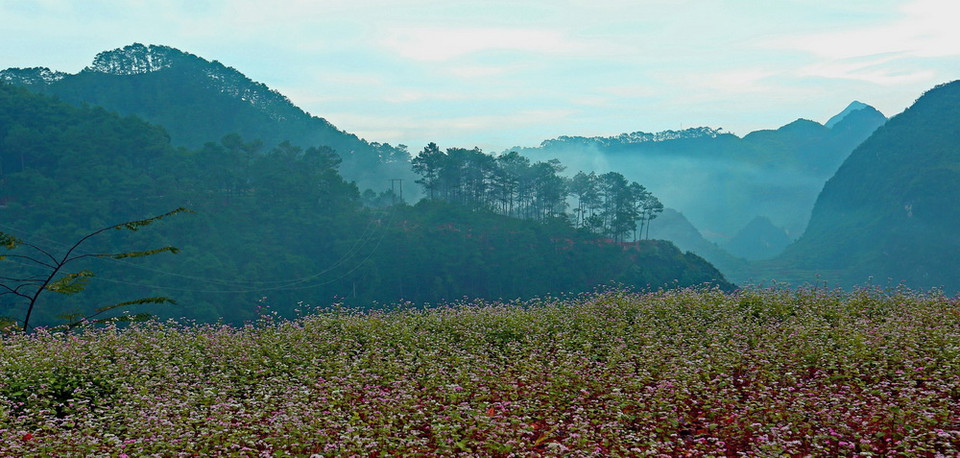 Cứ đến khoảng mùa thu tháng 10 kéo dài đến tháng 12, trên mọi ngả đường lên vùng cao nguyên đá trải dài những cánh đồng hoa tam giác mạch nở rộ. (Ảnh: Huy Hùng/TTXVN)