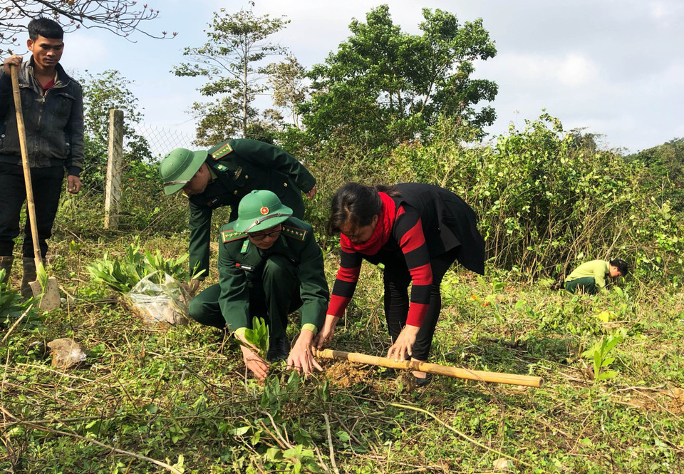  Cán bộ, chiến sỹ Đồn Biên phòng Thanh (Quảng Trị) giúp nhân dân trồng rừng. (Ảnh: Hồ Cầu/TTXVN)