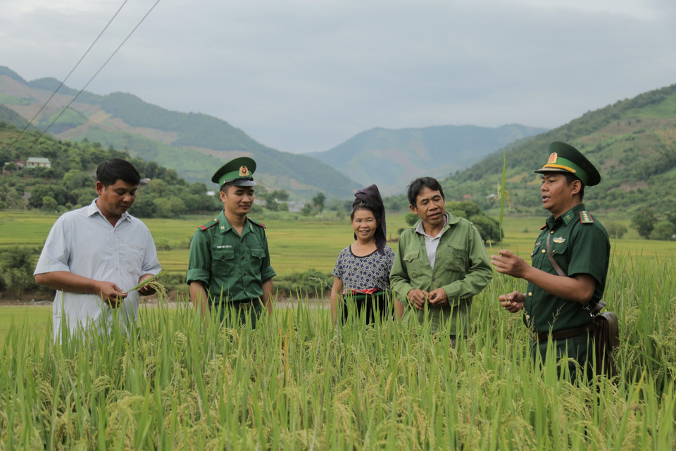 Bên cạnh hoạt động bảo vệ chủ quyền biên giới, Bộ đội Biên phòng Sơn La còn tích cực tham gia phong trào 'Bộ đội Biên phòng chung sức xây dựng nông thôn mới' giúp cuộc sống của bà con vùng biên ngày càng ổn định. Trong ảnh: Cán bộ, chiến sĩ biên phòng hướng dẫn người dân xã Chiềng Khương, huyện Sông Mã kỹ thuật chăm sóc lúa. (Ảnh: Hữu Quyết/TTXVN)