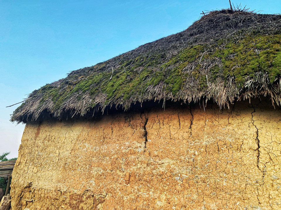 Trước đây, người Hà Nhì thường lên rừng lấy cỏ gianh về bện lại thành từng lớp, phủ liền nhau, lớp nọ chồng lên lớp kia tạo thành mái nhà có độ dày tới 50cm. Bởi thế nhà mát vào mùa Hè và ấm áp trong mùa Đông. (Ảnh: Xuân Mai/Vietnam+)