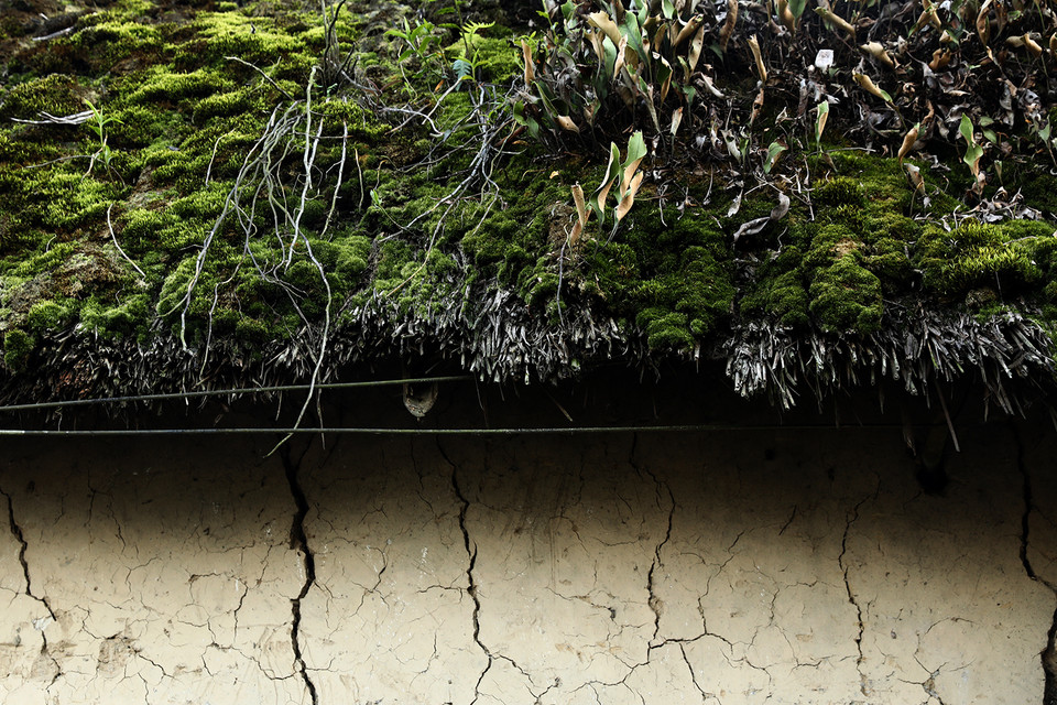 Những mái nhà gianh lâu năm đều đã phủ lên mình lớp địa y và rêu rậm rì. (Ảnh: Xuân Mai/Vietnam+)