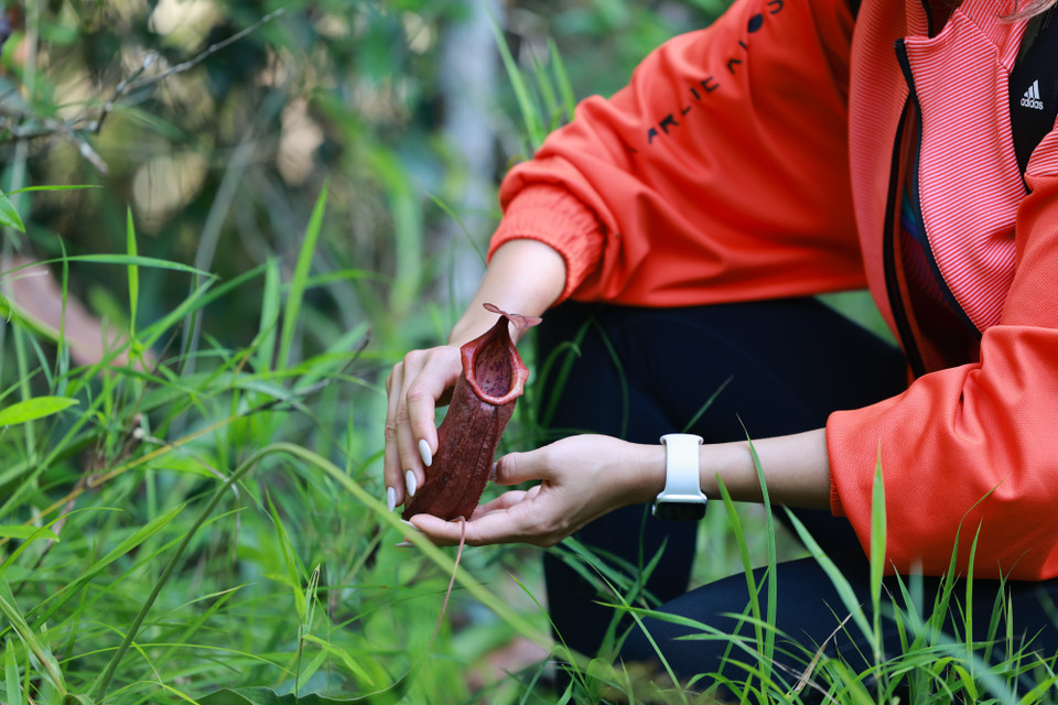 Đến với Lò Gò - Xa Mát, Á hậu Hoàng My còn có cơ hội tìm hiểu và khám phá thảm thực vật độc đáo với những cây nắp ấm bắt mồi. (Ảnh: CTV/Vietnam+)