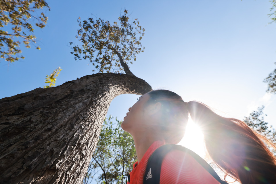Hệ động thực vật của vườn quốc gia vô cùng đa dạng, phong phú. Thực vật có tới 696 loài và cây có thể dùng làm thuốc có tới 158 loài, cây cho gỗ là 58 loài, cây làm cảnh 21 loài, cây thực phẩm là 10 loài và cây dùng làm rau là 7 loài. Gần phía khu vực biên giới tiếp giáp với Campuchia chủ yếu là đồng cỏ đất lầy với các thảm cói lác. (Ảnh: CTV/Vietnam+)