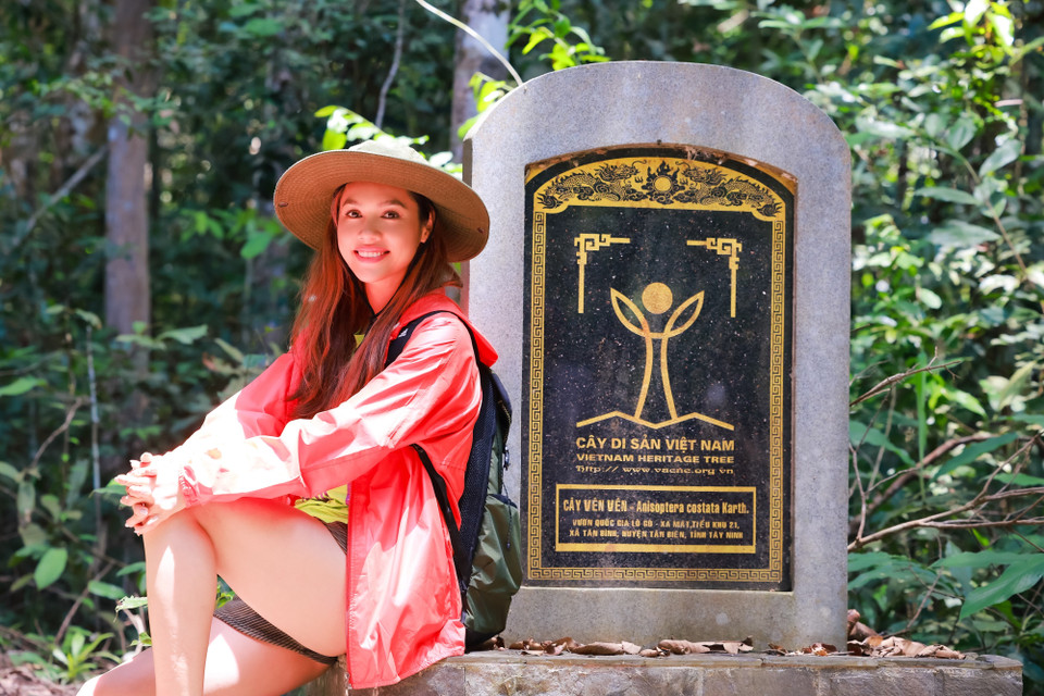 Sáng 6/9/2016, ban quản lý Vườn quốc gia Lò Gò - Xa Mát (xã Tân Bình, huyện Tân Biên, tỉnh Tây Ninh) đón nhận bằng công nhận Cây Di sản Việt Nam cho 1 cây Dầu con rái và 1 cây Vên Vên. (Ảnh: CTV/Vietnam+)