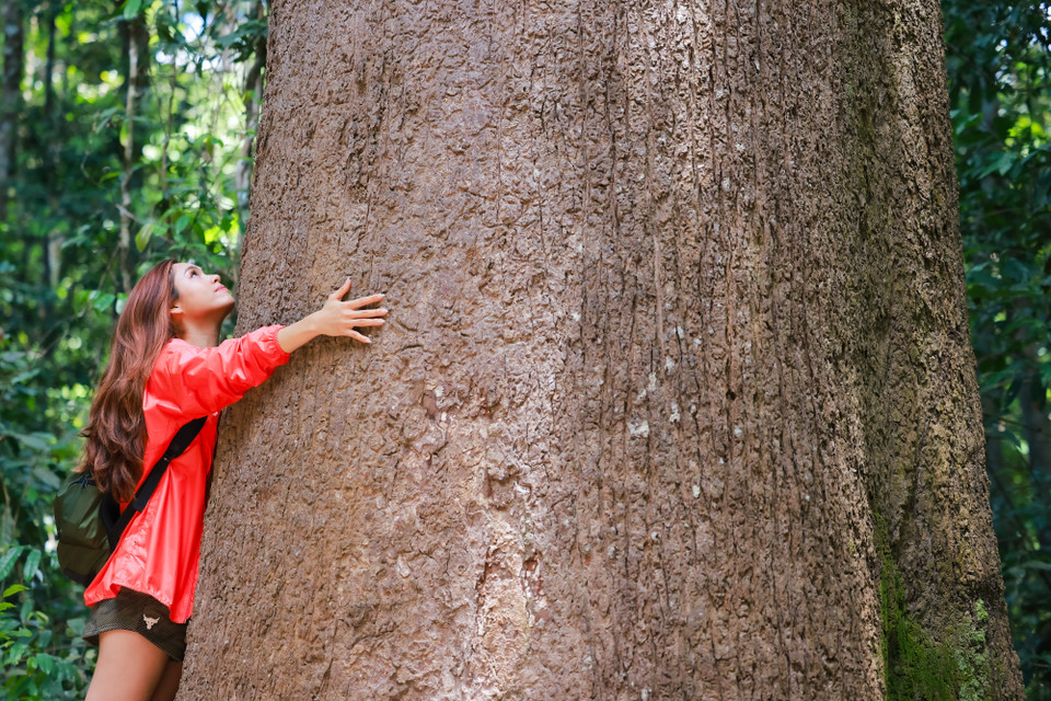 Hoàng My đứng dưới gốc cây di sản Vên Vên khổng lồ trong Vườn quốc gia Lò Gò - Xa Mát. Cây Vên Vên 215 tuổi, đường kính 2 mét, cao 44 mét. (Ảnh: CTV/Vietnam+)