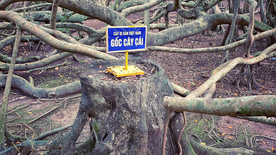 Gốc cây cái từ xưa tuy nay đã không còn nhưng người dân đã phục dựng lại phục vụ du khách thăm quan. (Ảnh: Xuân Mai/Vietnam+)