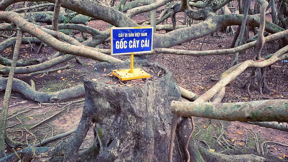 Gốc cây cái từ xưa tuy nay đã không còn nhưng người dân đã phục dựng lại phục vụ du khách thăm quan. (Ảnh: Xuân Mai/Vietnam+)