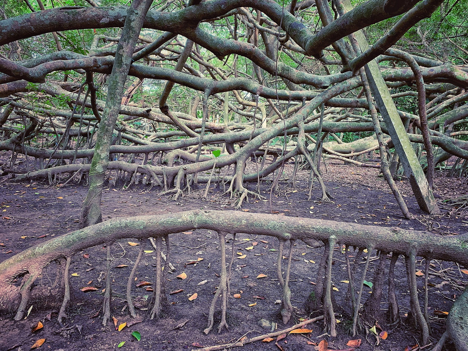 Rất nhiều cành đan xen tạo thành giàn lớn nên người dân trong vùng quen gọi là Giàn Gừa. (Ảnh: Xuân Mai/Vietnam+)