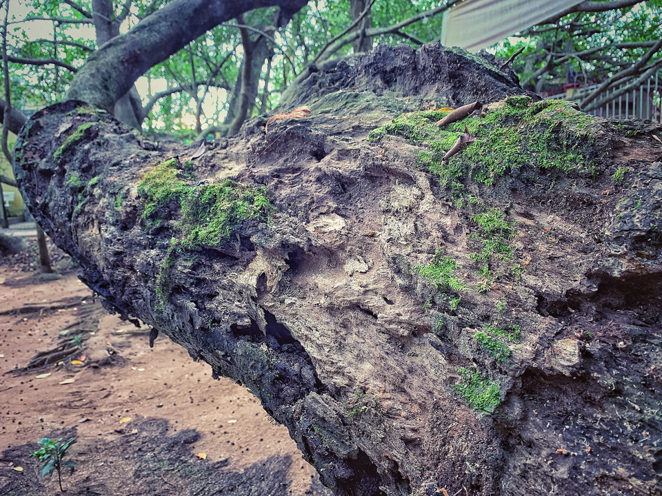 Kỳ lạ là nhiều chi lớn mặc dù phần gần gốc đã mục gần hết và lên rêu nhưng vẫn đủ sức 'tải' nhiều cành lớn phía trên. (Ảnh: Xuân Mai/Vietnam+)