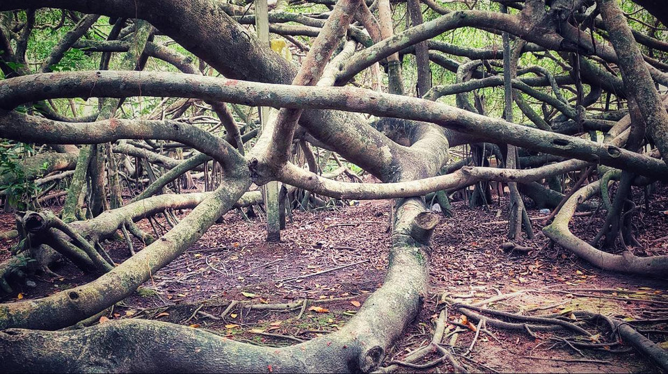 Giàn cây với hệ rễ khổng lồ và hình thù kỳ quái. (Ảnh: Xuân Mai/Vietnam+)