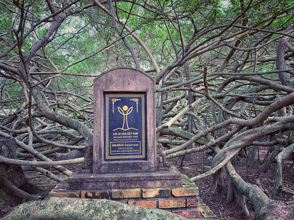 Giàn Gừa này được công nhận là Cây Di sản Việt Nam. (Ảnh: Xuân Mai/Vietnam+)