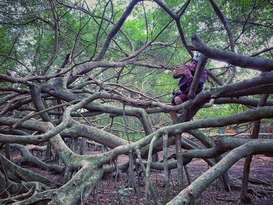 Từ gốc cái có hơn 160 năm tuổi, đến nay "Giàn Gừa" đã phát triển thành cả một hệ sinh thái có diện tích tán hơn 2.700m², chiều cao trung bình khoảng 12m. (Ảnh: Xuân Mai/Vietnam+)