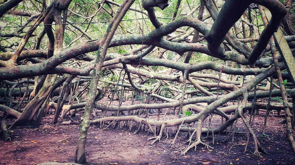 Khu Giàn Gừa trước đây có diện tích rất lớn nhưng do bom đạn chiến tranh tàn phá cũng như ảnh hưởng của môi trường nên hiện chỉ còn rộng gần 3.000m². (Ảnh: Xuân Mai/Vietnam+)