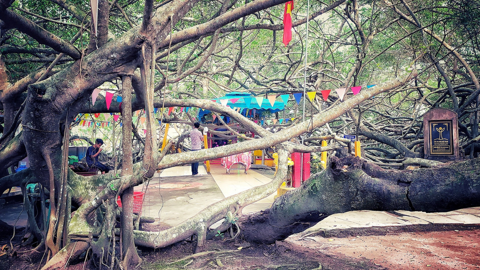 Không ai rõ nguồn gốc của Giàn Gừa này, nhiều người cao tuổi khẳng định từ lúc họ còn nhỏ, Giàn Gừa đã che phủ cả một vùng rộng lớn. Đây cũng là một di tích gắn với thời khai hoang mở cõi của vùng đất này. (Ảnh: Xuân Mai/Vietnam+)