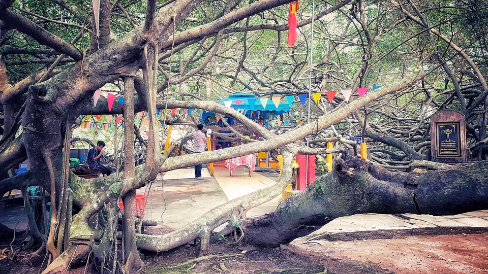 Không ai rõ nguồn gốc của Giàn Gừa này, nhiều người cao tuổi khẳng định từ lúc họ còn nhỏ, Giàn Gừa đã che phủ cả một vùng rộng lớn. Đây cũng là một di tích gắn với thời khai hoang mở cõi của vùng đất này. (Ảnh: Xuân Mai/Vietnam+)