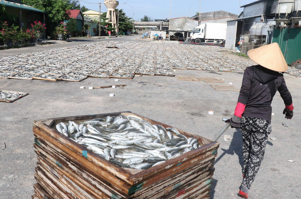 Đưa những vỉ cá nục đã hấp ra phơi ngoài trời nắng. (Ảnh: Nguyên Lý/TTXVN)