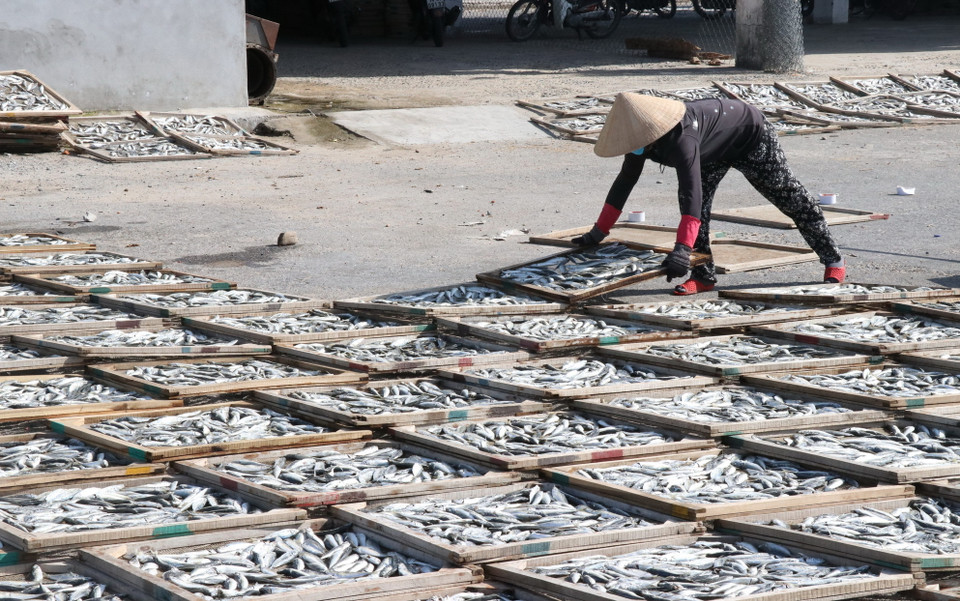 Phơi cá nục sau khi hấp. (Ảnh: Nguyên Lý/TTXVN)