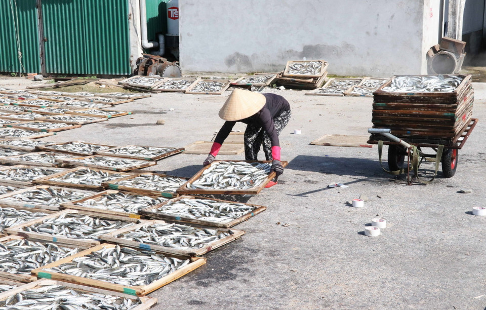 Phơi cá nục sau khi hấp. (Ảnh: Nguyên Lý/TTXVN)