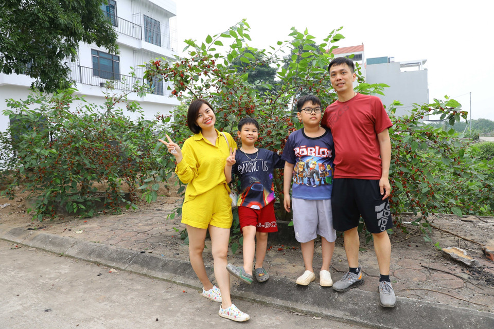 Nhiều gia đình cho các con đến trải nghiệm hái dâu và lưu lại những bức ảnh làm kỷ niệm. (Ảnh: Văn Điệp/TTXVN)